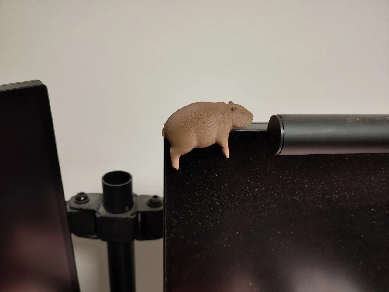 Capybara Detail
